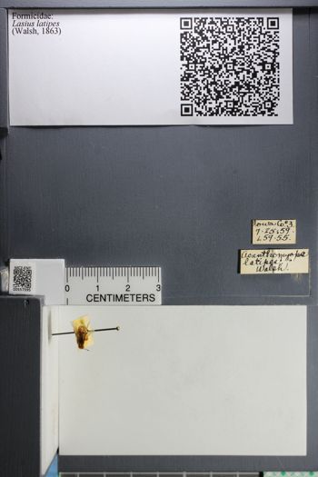 Media type: image;   Entomology 557595
